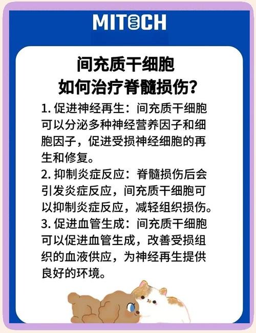 充质干细胞临床应用成熟吗_间充质干细胞多久有效_msc间充质干细胞功能