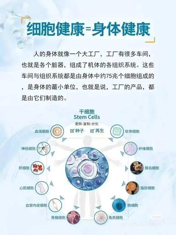 脐带干细胞的作用及功能_干细胞脐带血作用_脐带干细胞的应用