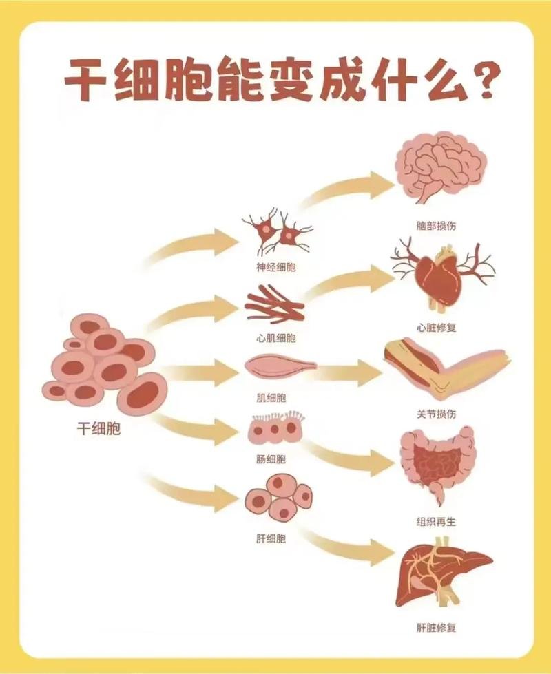 干细胞秒懂百科_一分钟了解细胞_细胞干细胞是指什么