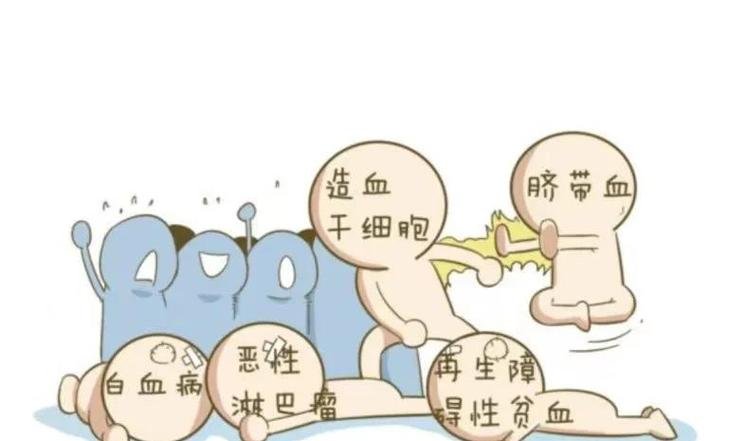 脐带血干细胞的作用的持续时间_脐带血中的干细胞是什么类型_脐带血的干细胞