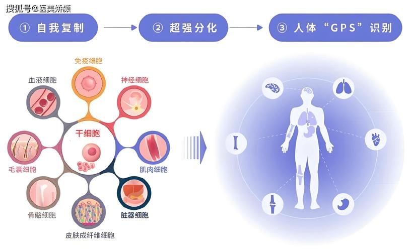 干细胞作用机理_干细胞最大的作用是什么_干细胞的功能是