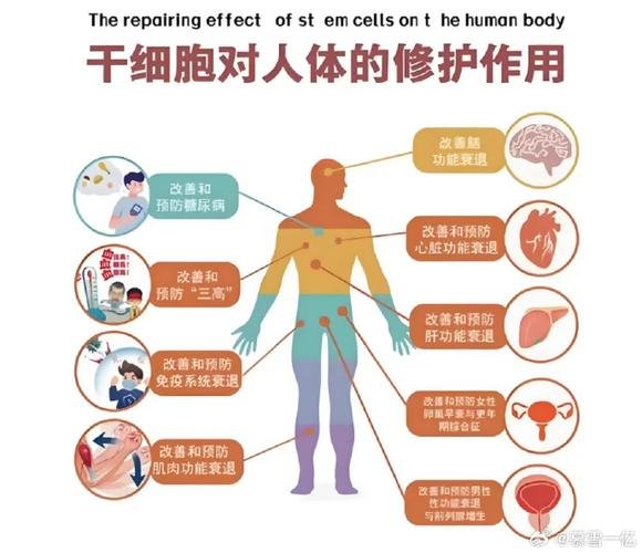 干细胞从哪里提取出来_提取细胞干出来的原理_提取干细胞有什么用