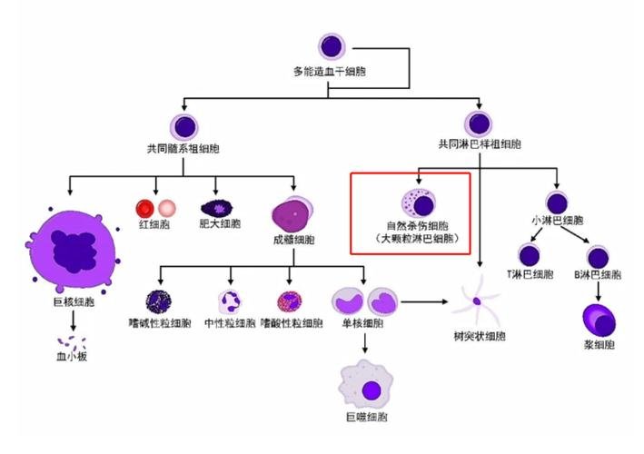 正规nk干细胞_干细胞nk细胞怎么样_nk干细胞多少钱