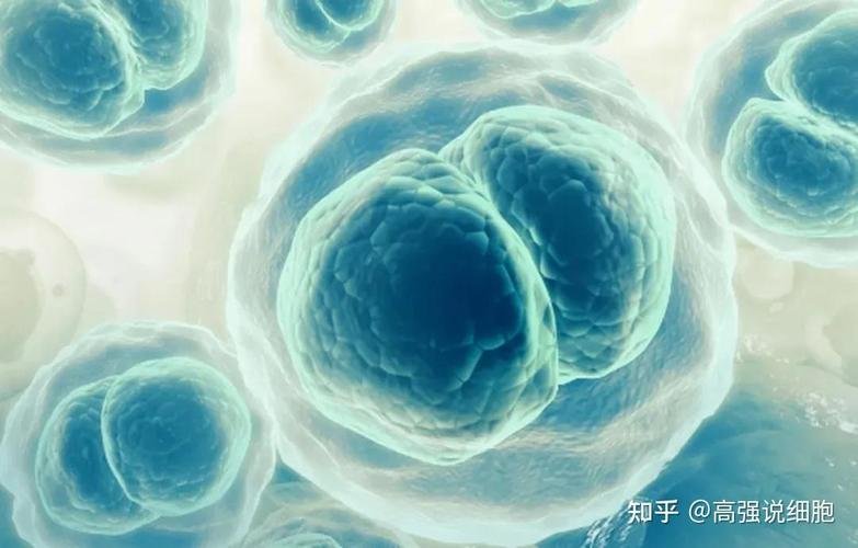 提取干细胞对身体好不好_干细胞是由什么提取出来的_细胞提取液中含什么东西