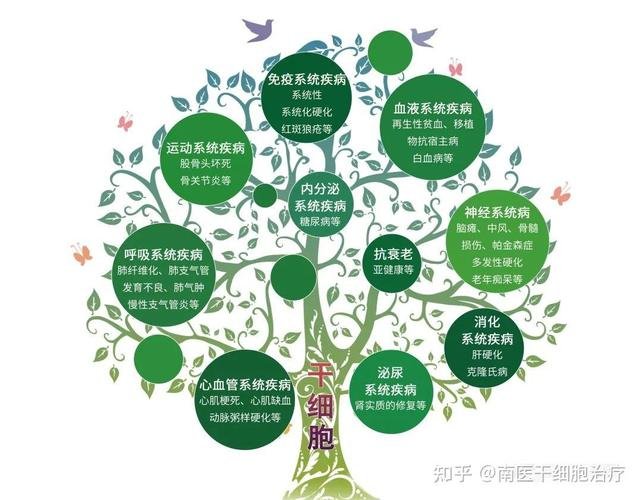 脐带干细胞的作用及功能_脐带干细胞的应用_细胞干脐带作用功能有哪些