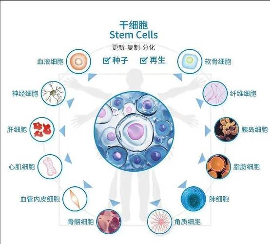 什么叫干细胞_干细胞称为_干细胞又称