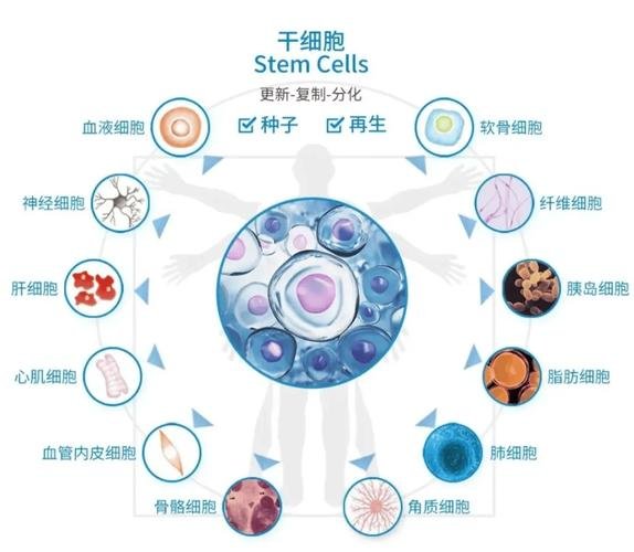 类风湿干细胞药物获批_类风湿干细胞治疗费用_干细胞治疗类风湿研究进展