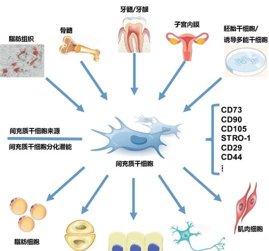 干细胞能治疗哪些疾病_利用干细胞治疗疾病_干细胞在疾病治疗中的应用