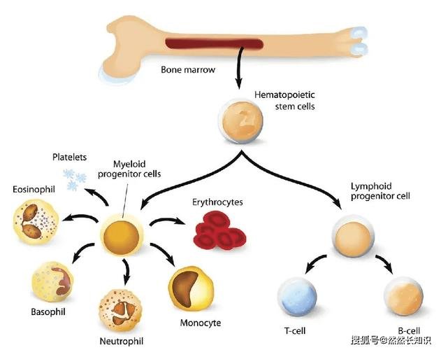干细胞是从哪里提取出来的呢_提取干细胞有什么用_细胞提取液中含什么东西