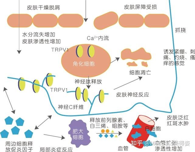 外泌体的作用和功效_外泌体药物_外泌体中药