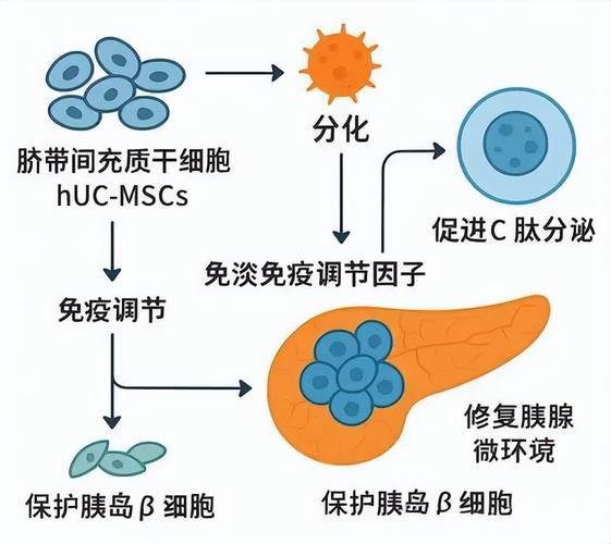 脐带干细胞注射后多久起效果_脐带干细胞需要配型吗_脐带干细胞多少钱一针