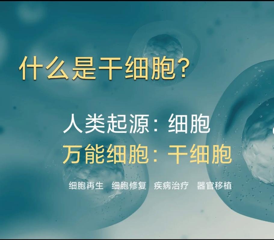再生细胞针干作用有多大_干细胞再生针有什么作用_打再生细胞的
