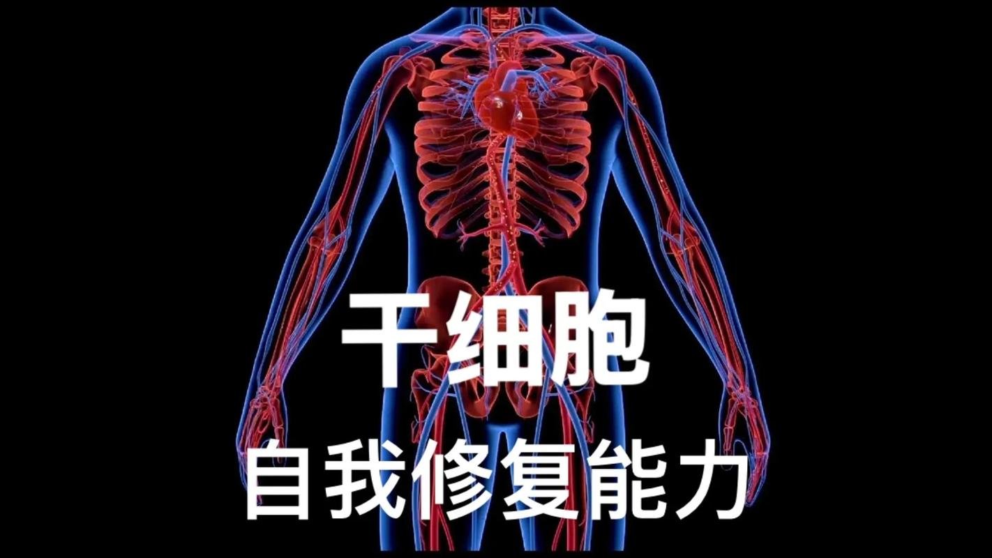 干细胞最大的作用是什么?_干细胞发挥作用的机理_干细胞的功能是