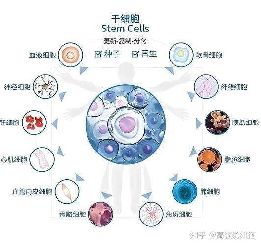 干细胞外泌体有没有副作用_外泌体干细胞的作用和功效_干细胞外泌体对皮肤修复作用