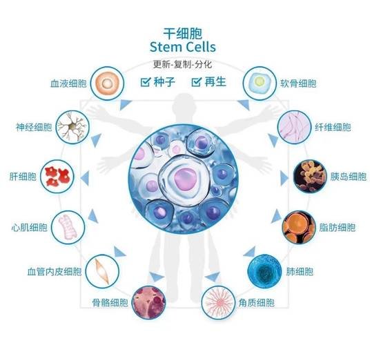 干细胞有几大功能_细胞干功能大有什么作用_干细胞的能力