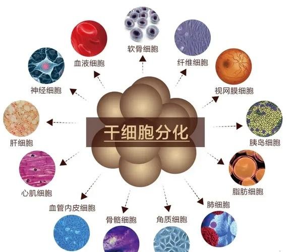 细胞简单到复杂_干细胞是什么意思最简单的说法_最简单的细胞是