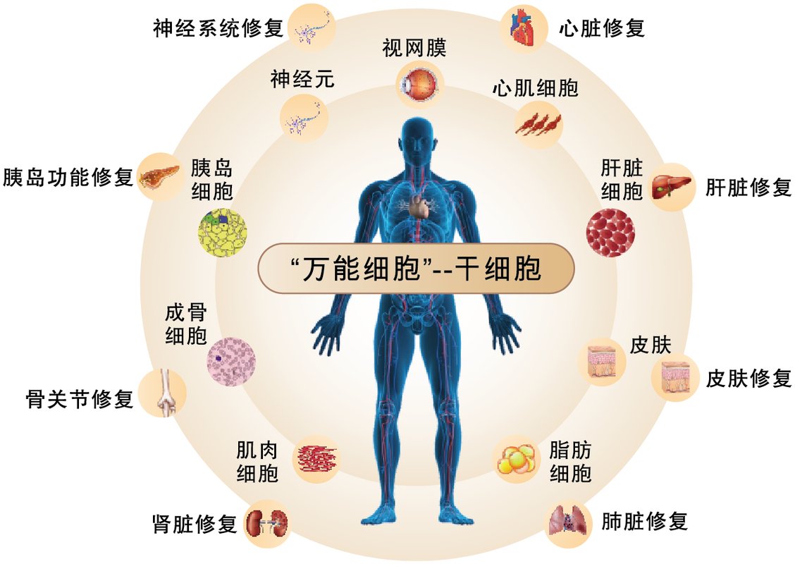 干细胞产业政策_干细胞政策_2026国家干细胞政策