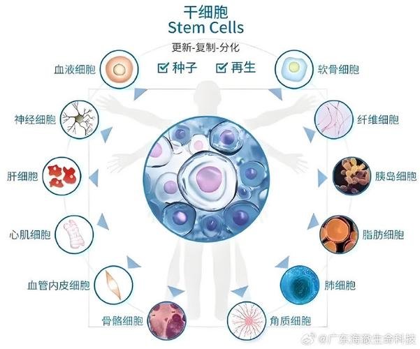 干细胞的主要功能和作用_细胞干能做什么食品_干细胞的主要功能